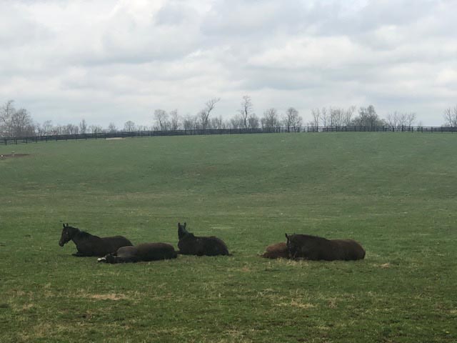 Lane's End Farm Versailles, KY