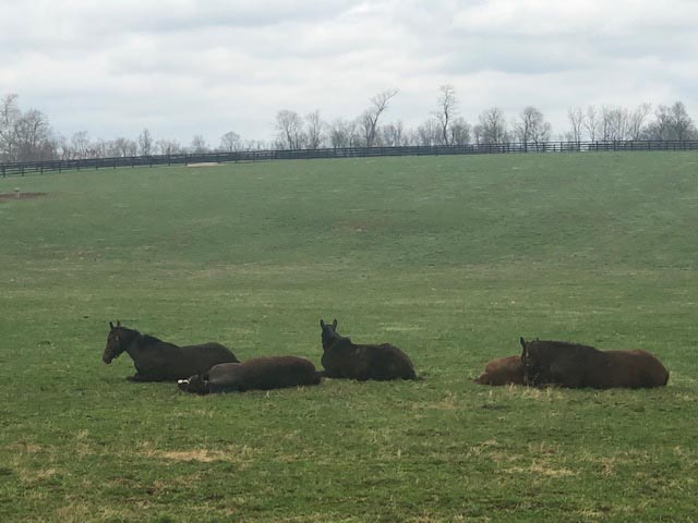 Lane's End Farm Versailles, KY